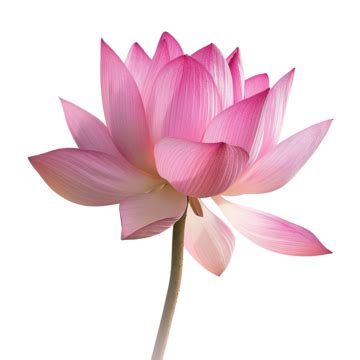 Lotus With Beautiful Pink Color, Modern, Vintage, Shapes PNG Transparent Image and Clipart for ...