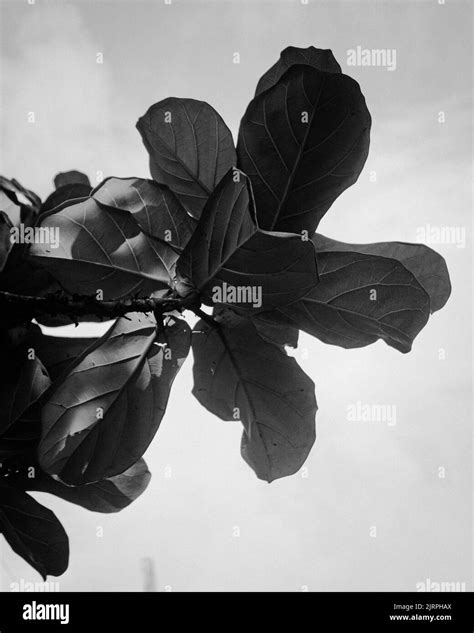 Black and white nature poetry Stock Photo - Alamy