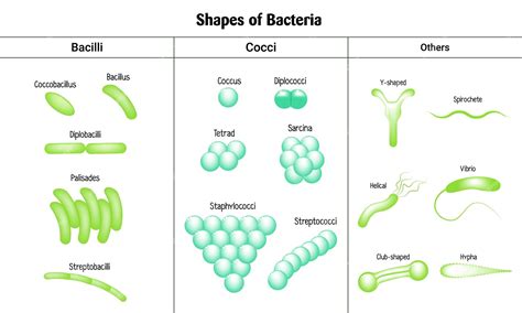 Bacillus Shape