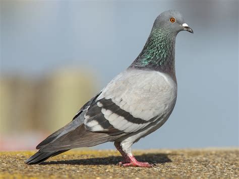 Rock Pigeon - eBird