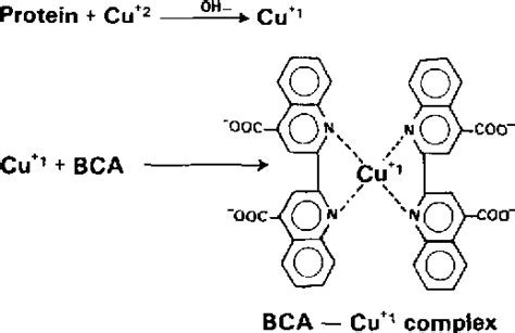 Figure 1 from Measurement of protein using bicinchoninic acid ...