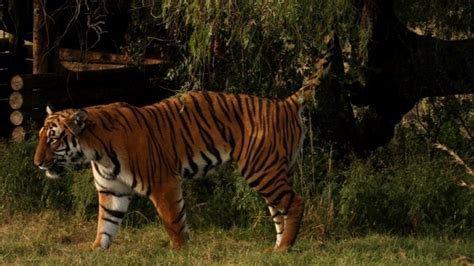 L'impressionnant saut d'un tigre filmé en slow-motion