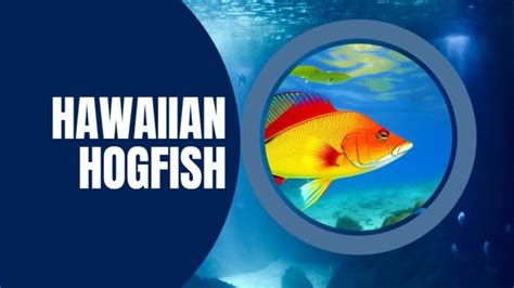 Hawaiian Hogfish (Pigfish): 5 Fun Facts, Traits And Habitat