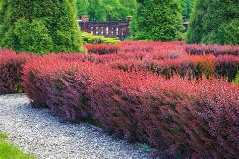 Landscaping with Berberis Shrubs - Best Japanese Barberry Varieties to Grow | Front garden ...