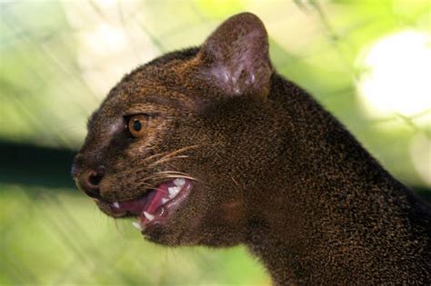 Jaguarundi | Puma yaguarondi | Mammal