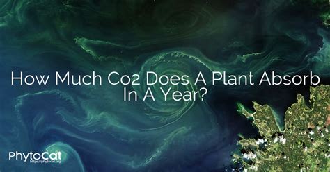 How Much Co2 Does A Plant Absorb In A Year?