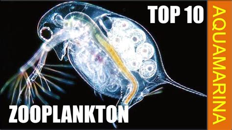 Top 10 types of zooplankton - zooplankton varieties - YouTube