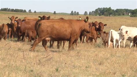 Common land grazing practices for ranchers