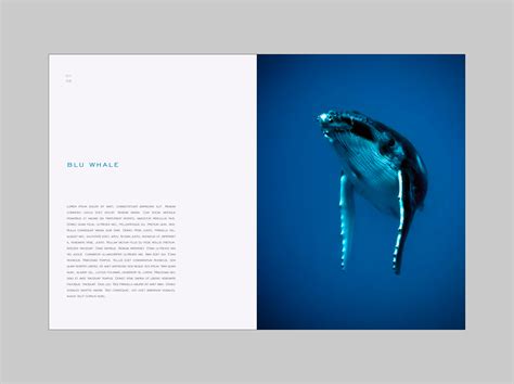 CETACEA on Behance