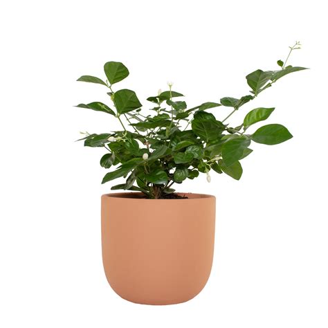 Jasmine House Plants at Lowes.com