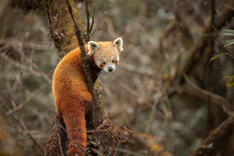 Red Panda in falling snow - Francis J Taylor Photography