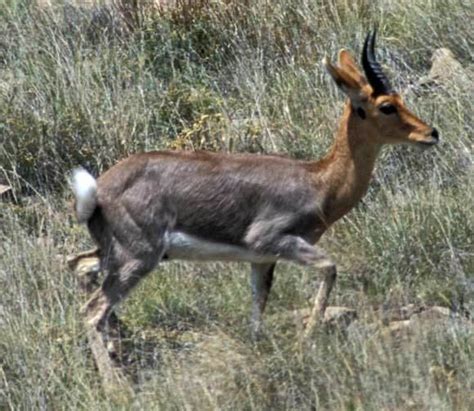 Mountain reedbuck - Alchetron, The Free Social Encyclopedia