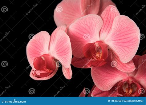 Red Orchids stock photo. Image of flowers, background - 11549752