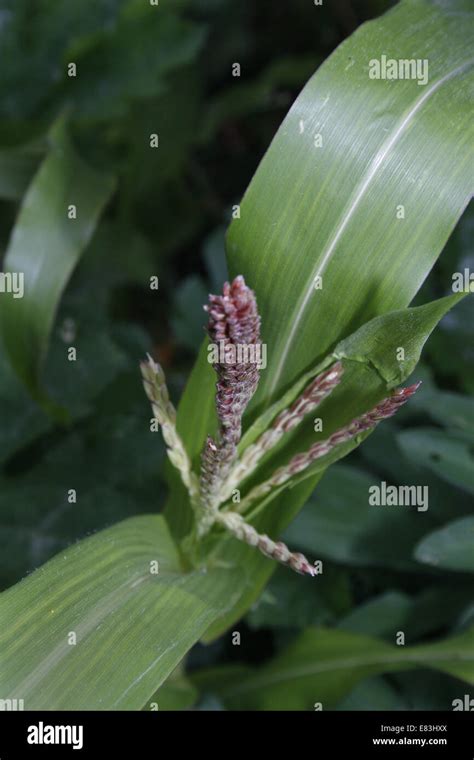 image of sweet corn tassels and leaves Stock Photo - Alamy