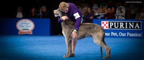 The 21st Annual National Dog Show - County Lines Online