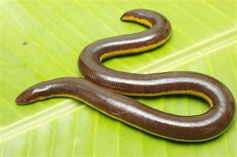 Caecilians: Unusual, Interesting, and Perhaps Venomous Amphibians - Owlcation - Education