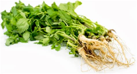 Stinging Nettle Roots Information and Facts