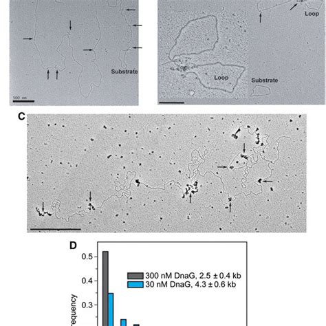 Electron microscopy of replication products. (A) Example of DNA... | Download Scientific Diagram