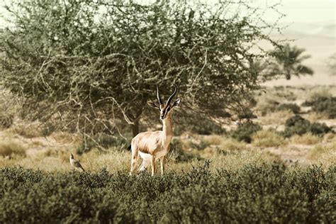 A gazelle consciously watching with a bird on its right side ...