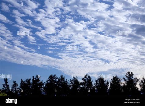 trees with sky and clouds Stock Photo - Alamy