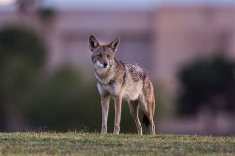 The Variety of Deciduous Forest Animals is Truly Mind-Boggling - Animal ...