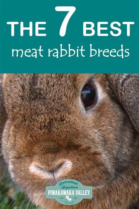 10 Best Meat Rabbit Breeds: Choosing a Breed of Meat Rabbit | Rabbit breeds, Meat rabbits, Meat ...