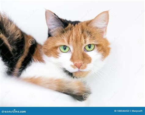 A Calico Domestic Shorthair Cat with Bright Green Eyes Stock Image ...