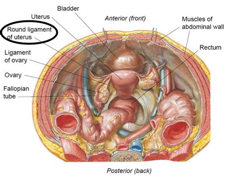 Round Ligament – Stepwards