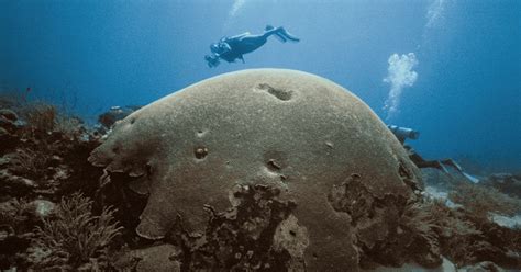 Protecting Buccoo Reef Requires Collective Action - Cari-Bois Environmental News Network