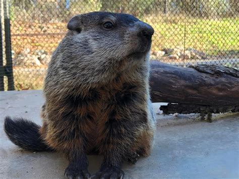 Woody the Woodchuck from Howell, Michigan — GROUNDHOG DAY