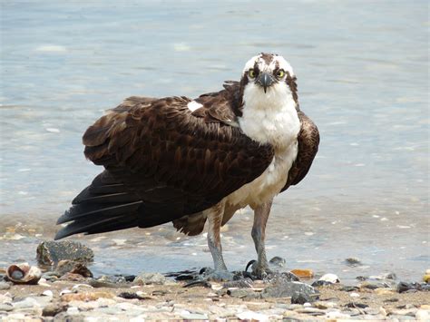 Osprey Makes Comeback - Long Island Sound Study