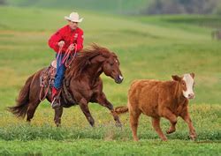 Famous Horses - WesternRiderz