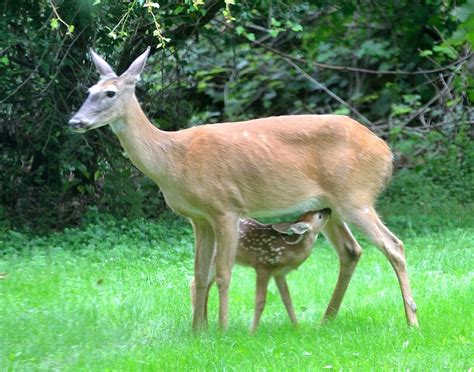 "Female deer with fawn" by crspix | Redbubble