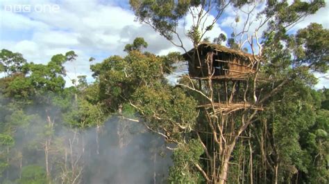 korowai people's tree house[1920x1080] | Cabane