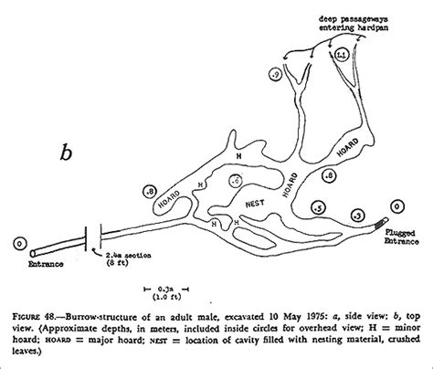 Chipmunk Burrow Diagram