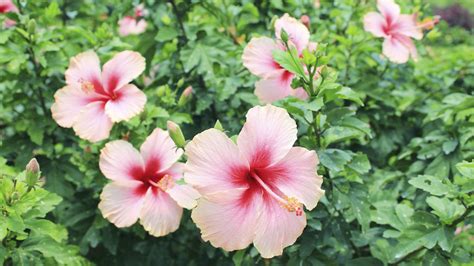 How To Get Seeds From Hibiscus | Storables