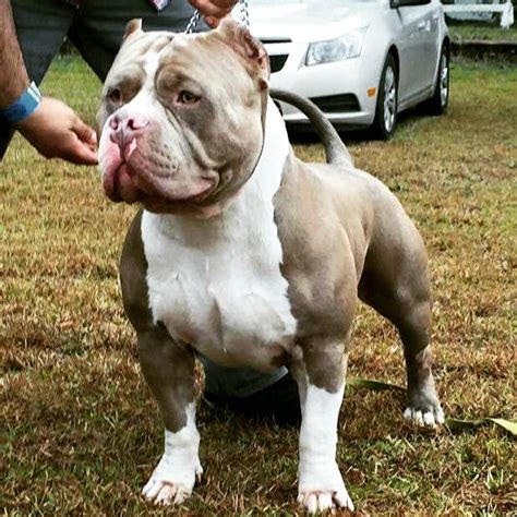 American Bully on Instagram: “#americanbully_ #americanbully #bullybreed #bullyz #badass #dogs # ...