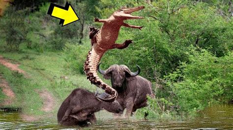 OMG! Crocodile Attacks the Wrong Buffalo... - YouTube