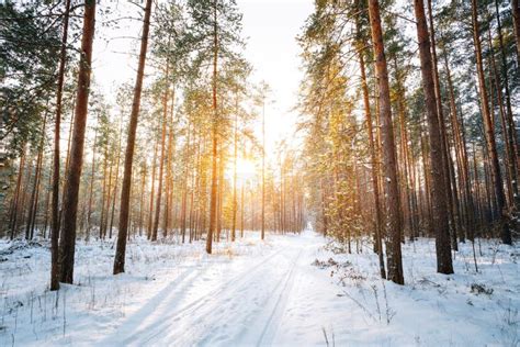 Amazing Sunset Sunrise Sun Sunshine in Sunny Winter Snowy Coniferous Forest. Stock Image - Image ...