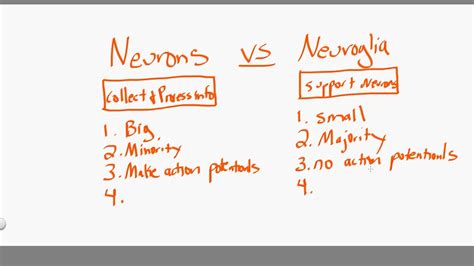 Compare Neurons And Neuroglia