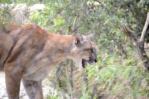 Mountain Lion in Its Habitat Stock Photo - Image of pounce, nature ...