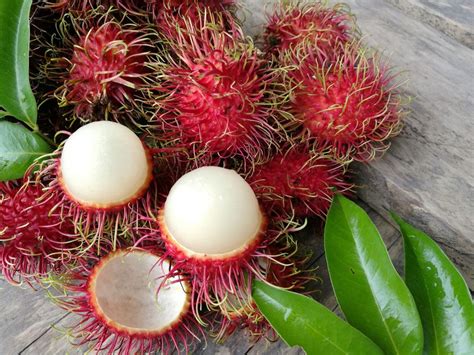 2x trees Exotic Rambutan Live Fruit Tree 10 in 2 ft tall | Etsy