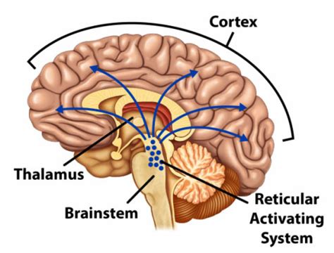 Anatomy of the Brain | Brain Anatomy and Disorders of Consciousness