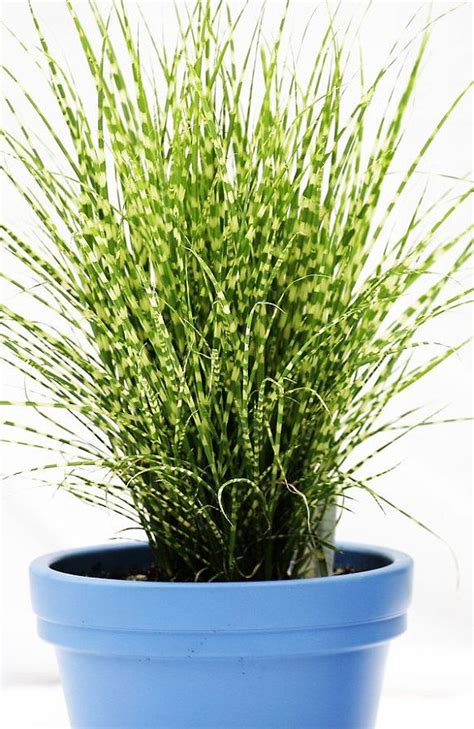 Indoor Grass Plants - Plants BR