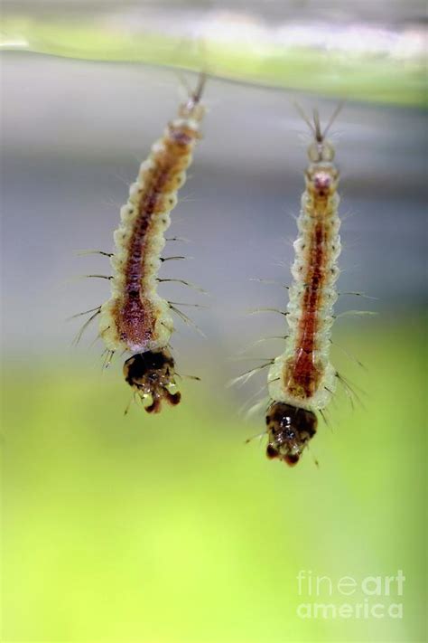 Anopheles Gambiae Mosquito Larvae Photograph by Ird/vectopole Sud ...