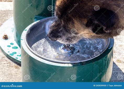 Large Dog Drinking from a Water Fountain Stock Photo - Image of town ...