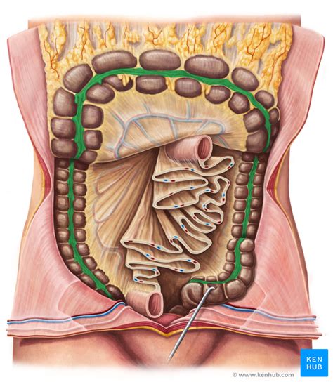 Colon - Anatomy, Histology, Composition, Function | Kenhub