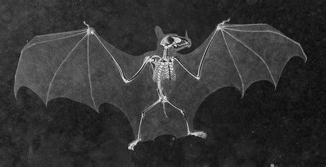 Bat Skeleton by Eduard Joseph D'Alton circa 1824 | Bat skeleton, Bats illustration, Dark drawings