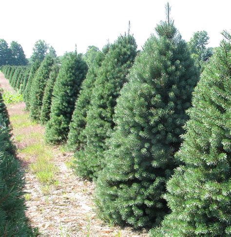 Wholesale Christmas Tree Photos | Holiday Trees Inc