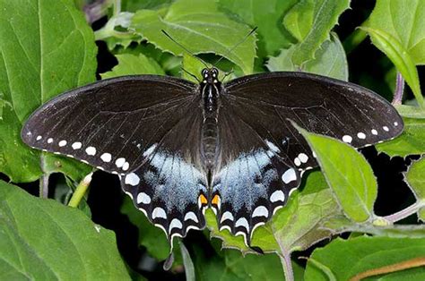 Papilio troilus - Medianauka.pl